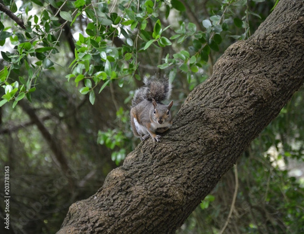 Obraz Curious squirrel in the golden gate park of san francisco