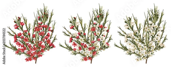 Obraz Chamelaucium (kwiat woskowy) czerwone i białe kwiaty. Wektor wzór kwiatowy zestaw na białym tle. Piękny element akwarela na banery, zaproszenia, kartki z życzeniami, ulotki