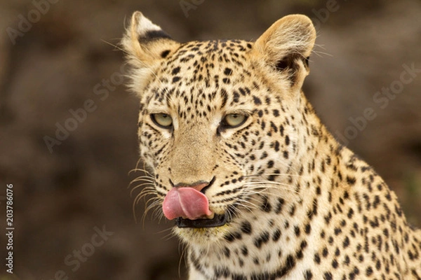 Obraz Lick lipping Leopard