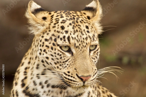 Obraz Leopard Portrait in Bush