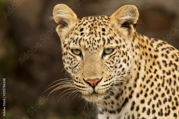 Obraz Leopard Poses in Grassland