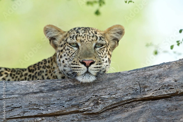 Obraz Leopard poses in tree bough