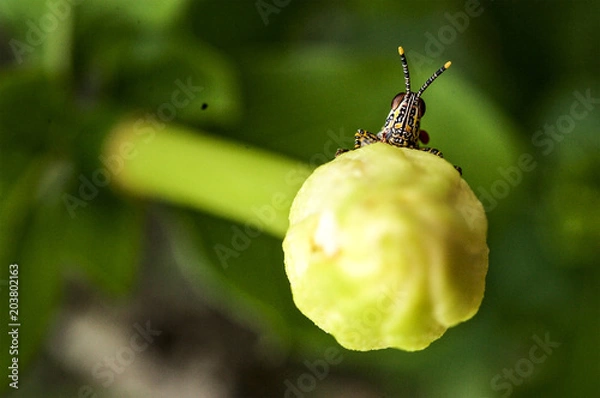 Fototapeta Baby Grasshopper Original