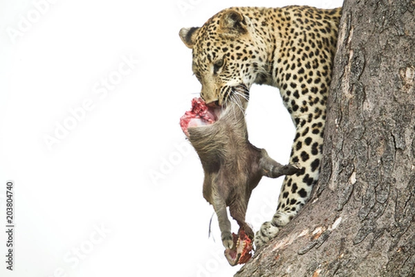 Obraz Leopard in Tree with kill 2