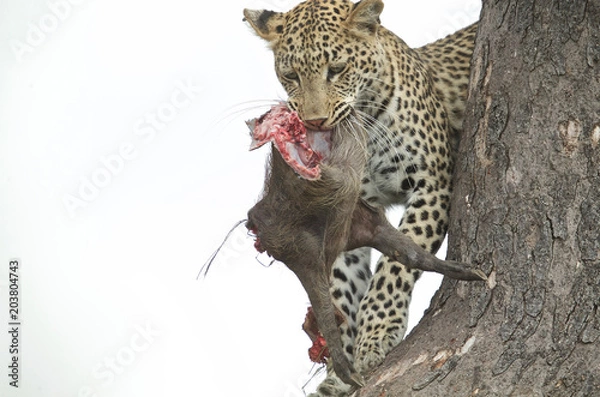 Fototapeta Leopard in tree with Warthog prey