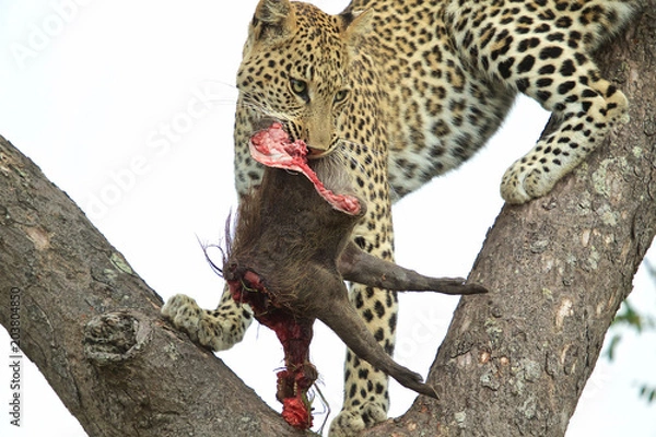 Fototapeta Leopard in a tree with prey