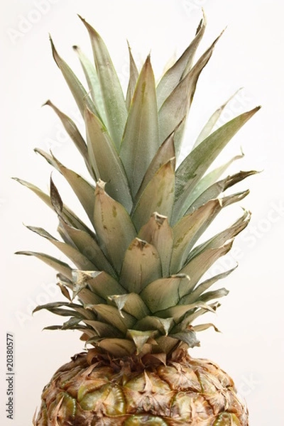 Fototapeta Pineapple