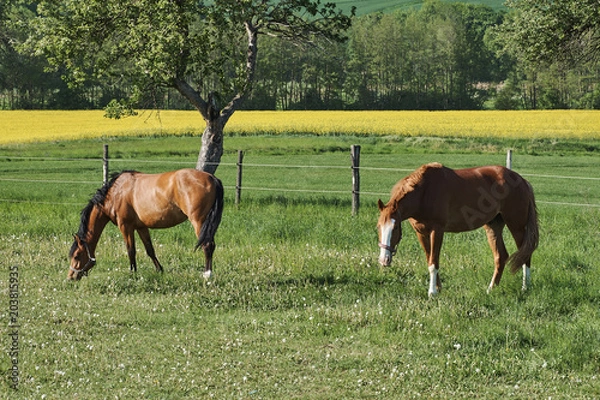 Fototapeta Two horses graze on grass in spring landscape
