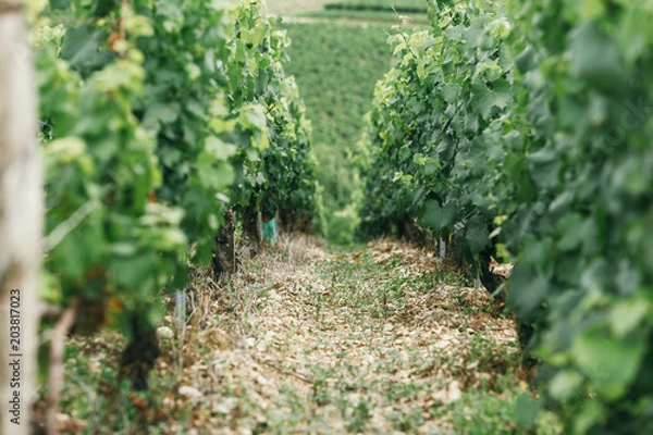 Fototapeta Young grape bush