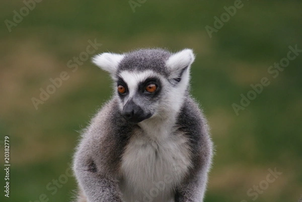 Fototapeta Ring-tailed Lemur