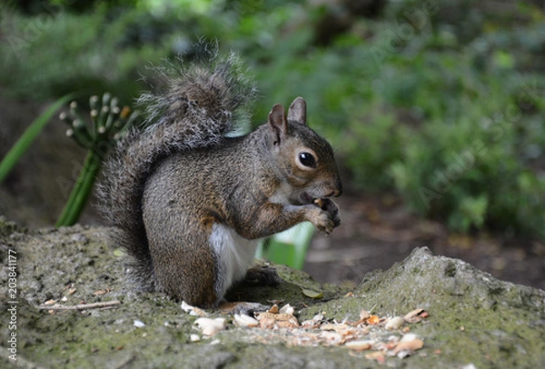 Obraz Beautiful gray squirrel eating nuts in golden gate park