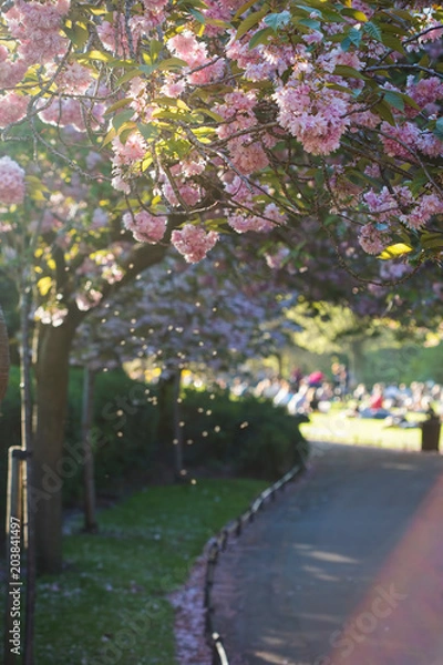 Fototapeta Stephens green park, Dublin, Ireland. May bank holiday weekend. Focus on blooming tree with pink flowers with blurred people in the background enjoying the sun on the grass. 