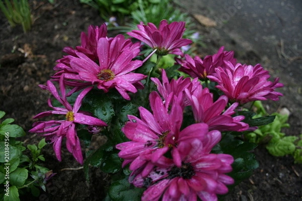 Obraz flower
