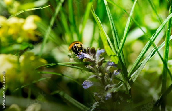 Obraz Eine Hummel auf einer Wiesenblume