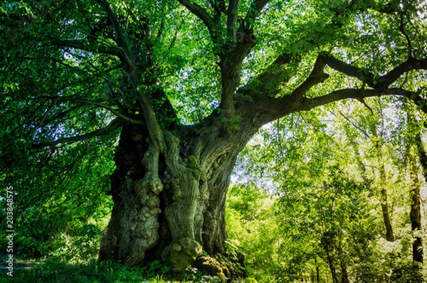 Obraz Alte Linde bei Kraiburg