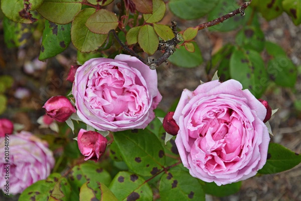 Obraz Beautiful pink roses in Golden Gate Park