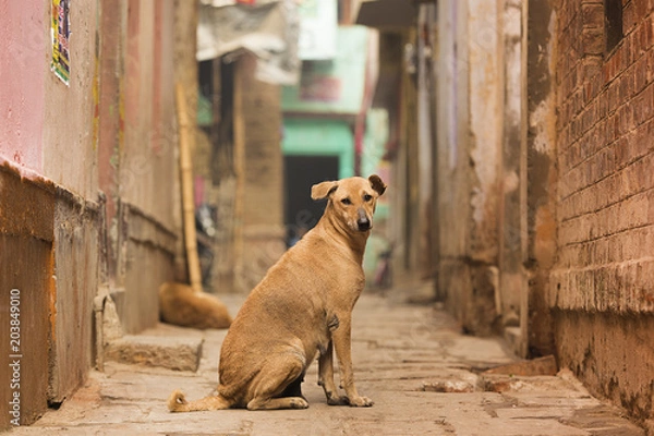 Obraz A cute brown dog is posing in front of the camera in one of the many colorful alley of Varanasi, India.