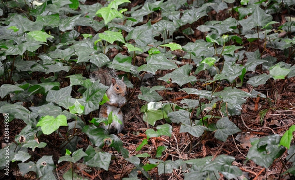 Obraz Curious gray squirrel in the middle of the green leaves at Golden Gate Park.
