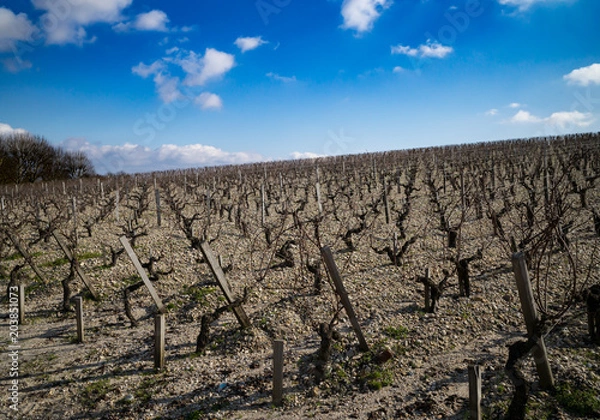 Obraz Hillside Vineyard in Bordeaux
