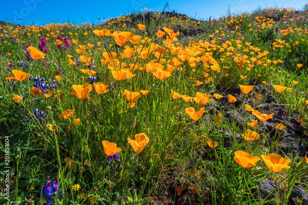 Obraz North Table Mountain