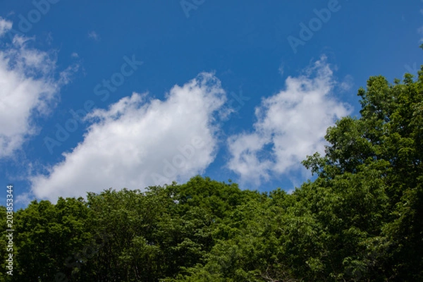 Fototapeta 初夏の森と青空と白い雲