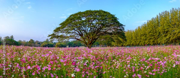 Obraz Big tree In the middle of the codmos flower field.