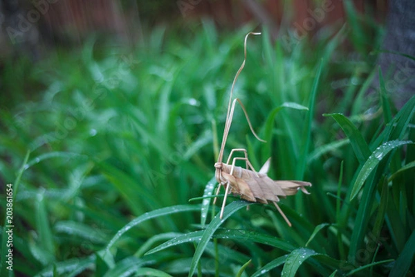 Obraz Grasshopper handmade on grass after rain