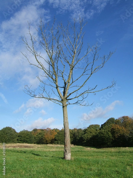 Obraz arbre sans feuilles
