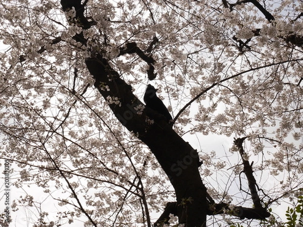 Fototapeta 桜と黒猫