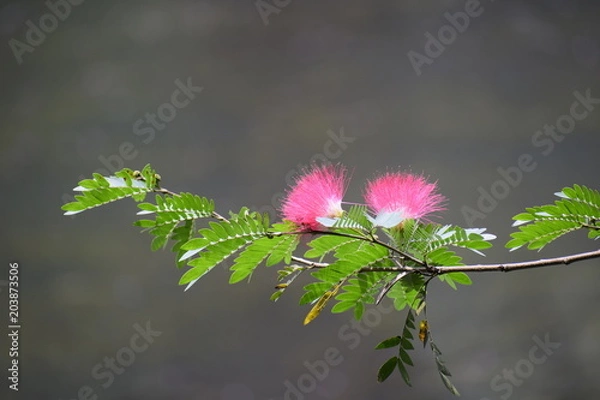 Obraz Mimosa tenuiflora
