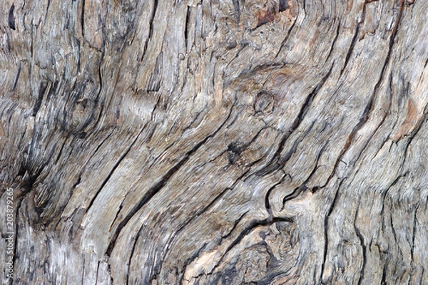 Fototapeta Close up tree bark texture background