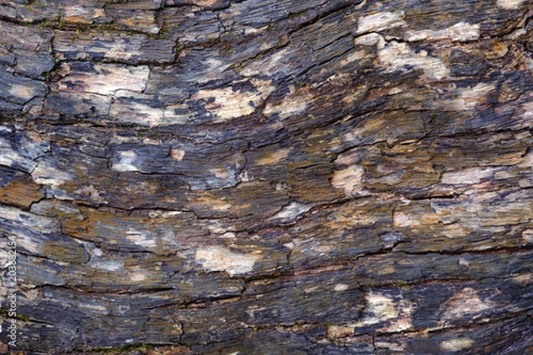 Fototapeta Close up tree bark texture background