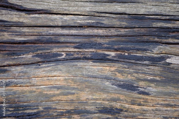 Fototapeta Close up tree bark texture background