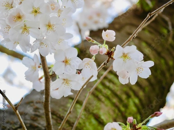 Fototapeta ソメイヨシノ