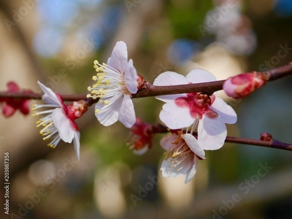 Fototapeta 梅の木