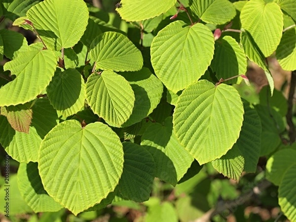 Obraz 新緑のトサミズキ