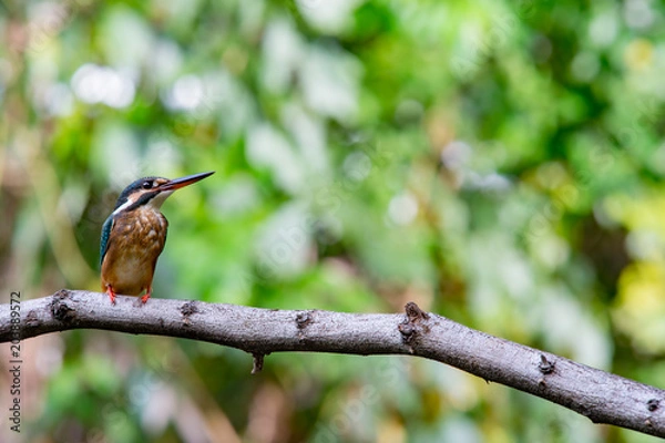 Fototapeta Common kingfisher