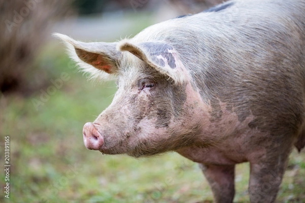 Obraz Portrait of big organic free range curious pig getting closer to the camera, photo taken in a garden in Serbia with blurred background