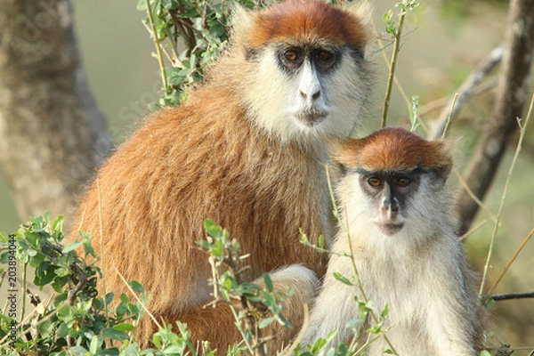 Fototapeta Patas Monkeys, Uganda