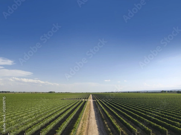 Obraz Summer vineyard