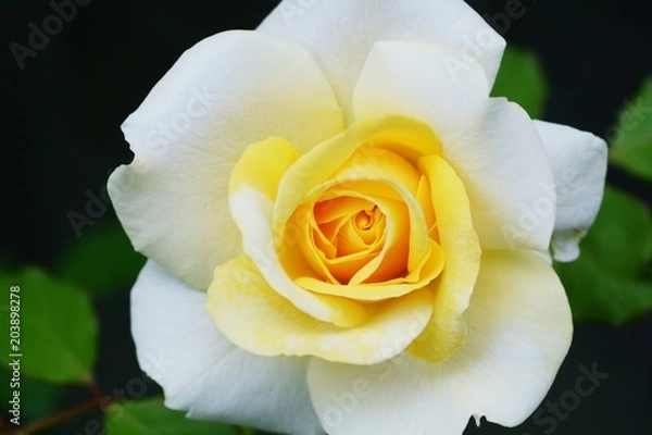 Fototapeta バラ　和音のアップ