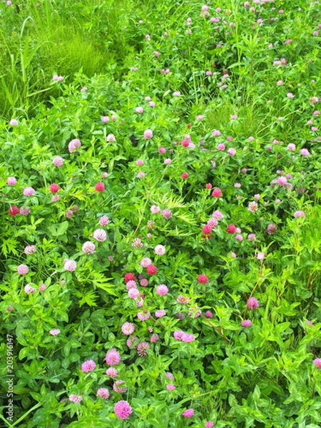 Fototapeta 赤詰草咲く野原