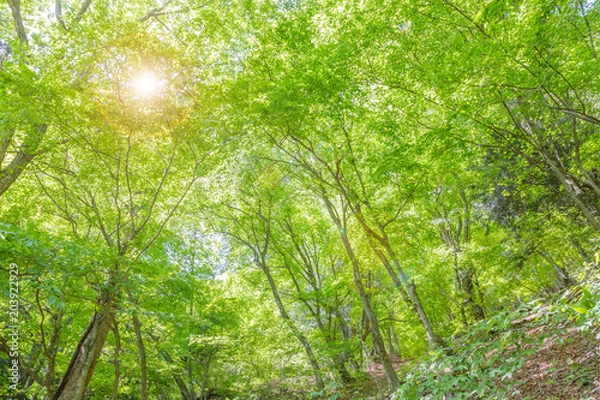 Fototapeta 新緑の木々