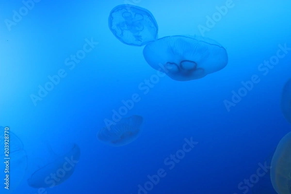 Fototapeta 江ノ島水族館