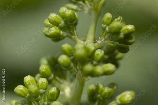 Fototapeta Grapevine with baby grapes. Young grain grapes
