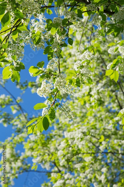 Fototapeta White blooming bird-cherry tree in a springtime on a sunny day.