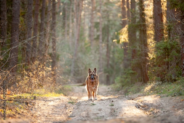 Fototapeta German Shepherd dog stands in the rays of the setting sun in the forest