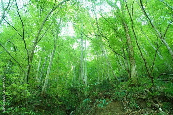 Obraz 新緑　雑木　