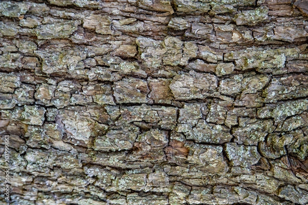 Fototapeta tree, bark, pear