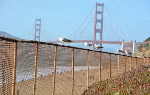Obraz Beautiful seagull scene in front of golden gate bridge